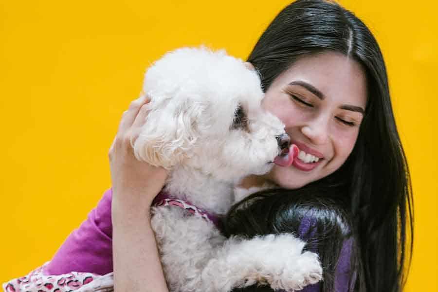 Legislación en México para proteger a las mascotas