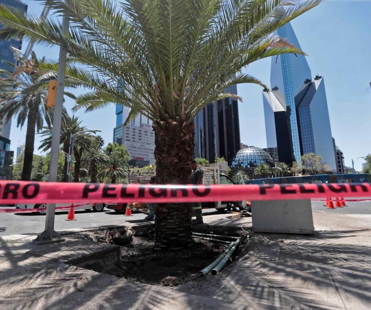 Reemplazan palma sobre Paseo de la Reforma
