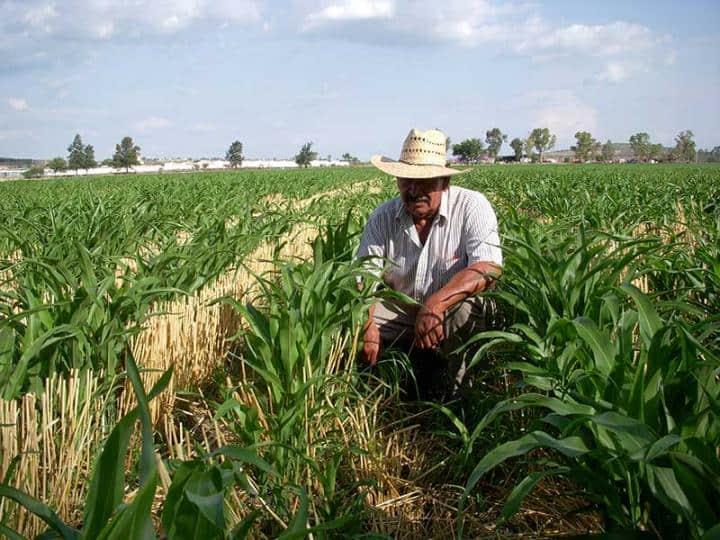 AMLO llama a aumentar producción de alimentos