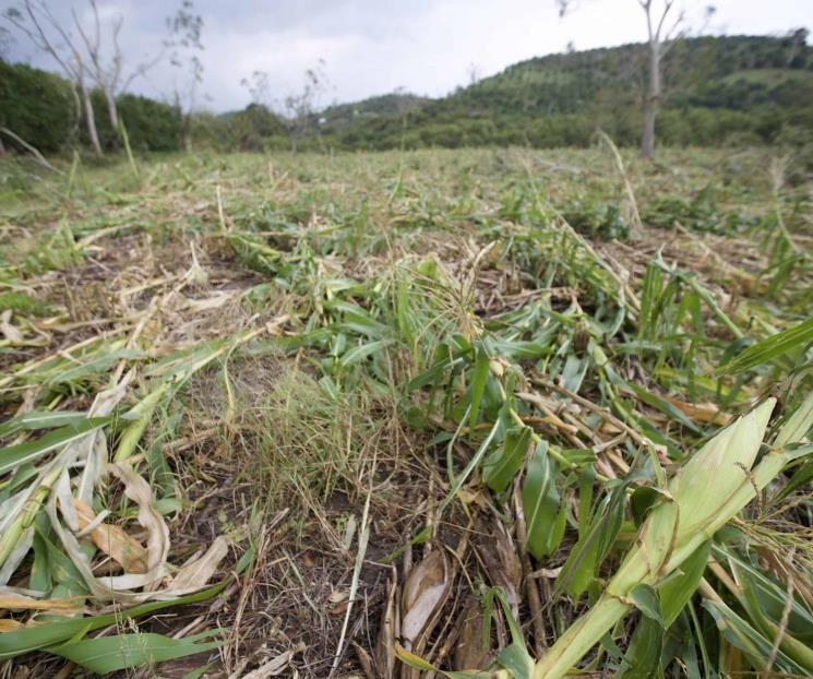 Reportan producción de maíz con bajo rendimiento