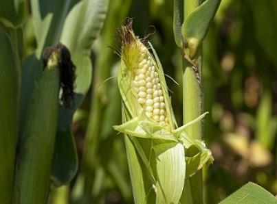 Ven bajo rendimiento en la producción de maíz mexicano