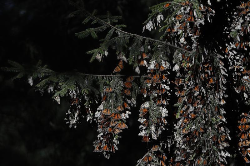 México recibió 35% más de mariposas monarca