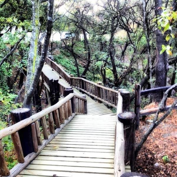Busca mejoras ambientales en bosques