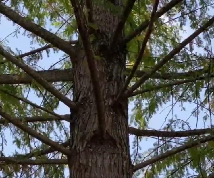 Ahuehuete se plantará este domingo en Glorieta de la Palma