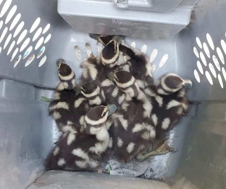 Rescatan a patos atrapados en drenaje pluvial