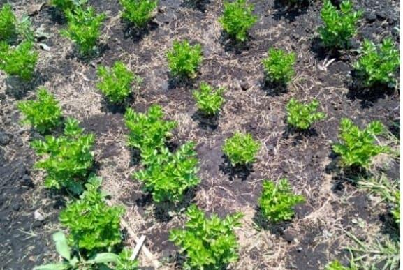 Las chinampas, opción sustentable para alimentación chilanga