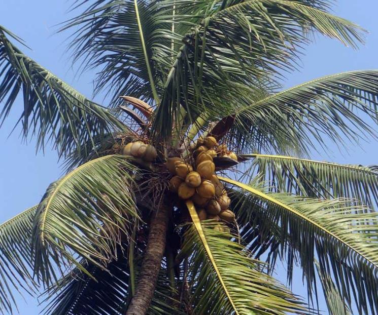 ¿Qué es la manzana de coco y dónde puedo comerla?
