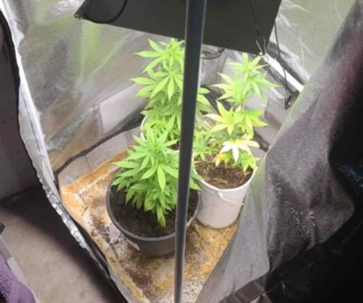 Descubren invernadero de mariguana