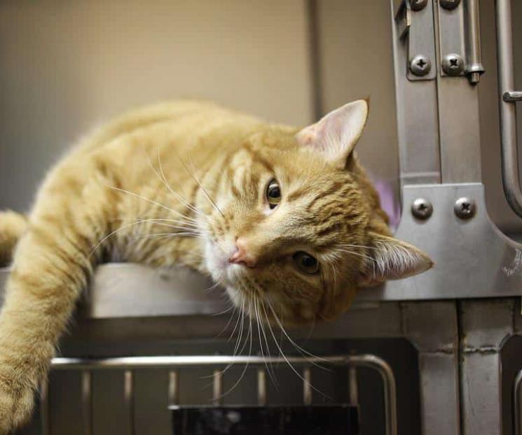 Documentan probable contagio de Covid de un gato a un humano