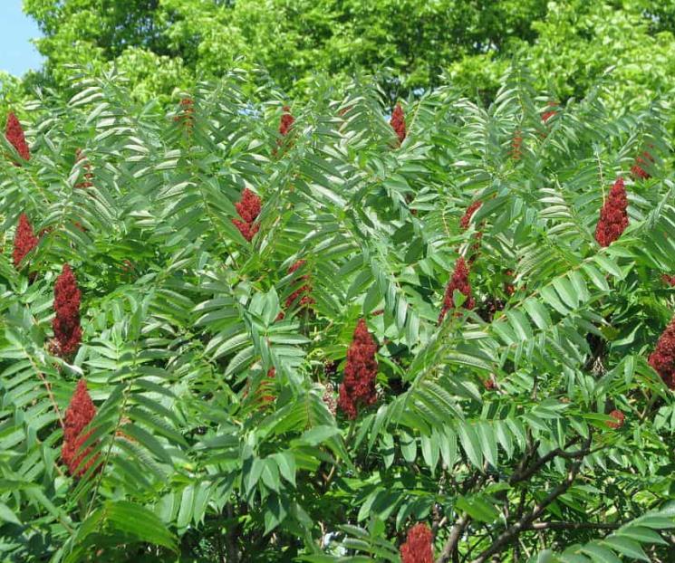 ¿Qué es el zumaque y para qué se utiliza en la cocina? ¿Qué es el zumaque y para qué se utiliza en la cocina?