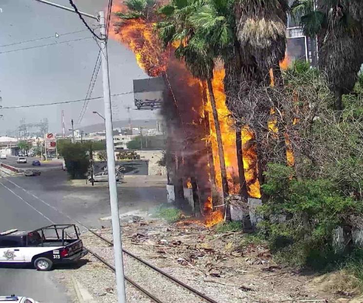 Se incendian palmeras en Avenida Colón