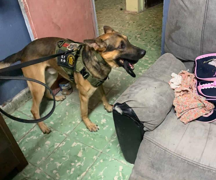 Detienen a narcodistribuidor