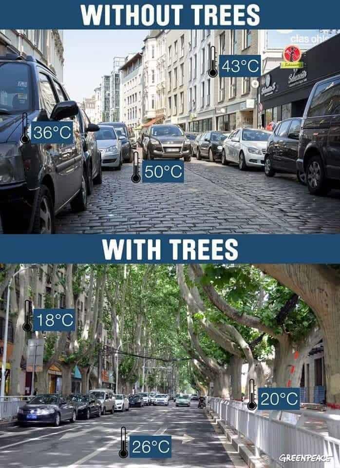 Busca Miguel mejorar la arborización en San Pedro