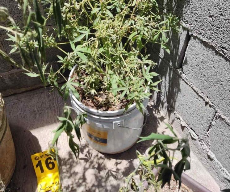 Catean casa y aseguran invernadero de mariguana