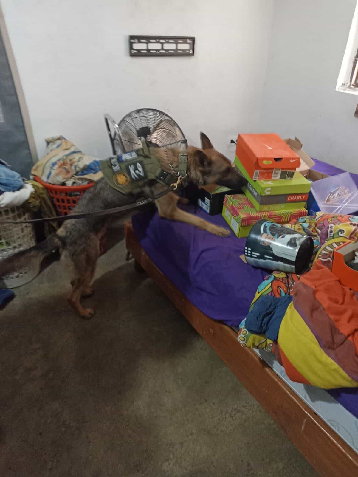 Un invernadero portátil y tres plantas de marihuana fue el resultado de un cateo realizado en un snack