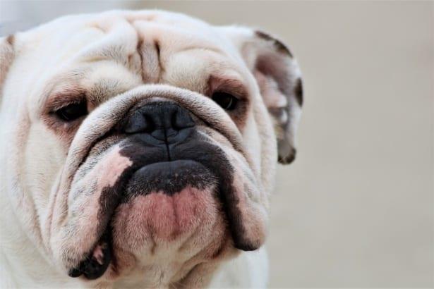 No compres un bulldog hasta que la raza cambie de crianza No compres un bulldog hasta que la raza cambie de crianza