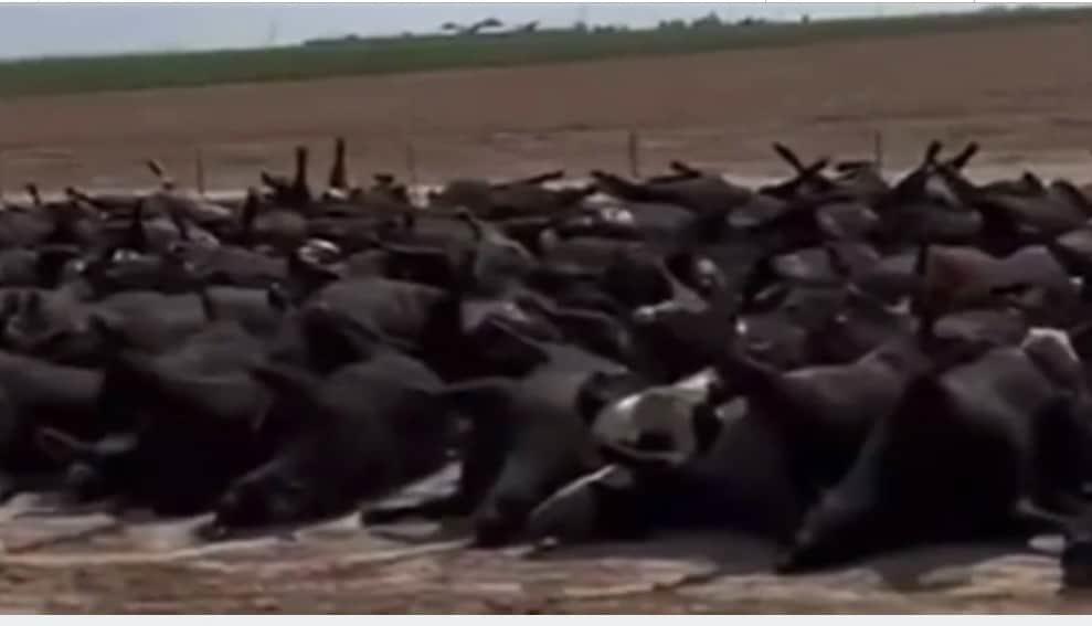 Golpe de calor mata a 400 cabezas de ganado en EU