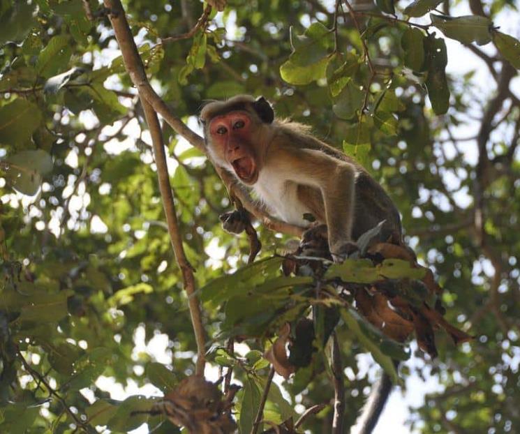 Monos hambrientos atacan a niños en Etiopía