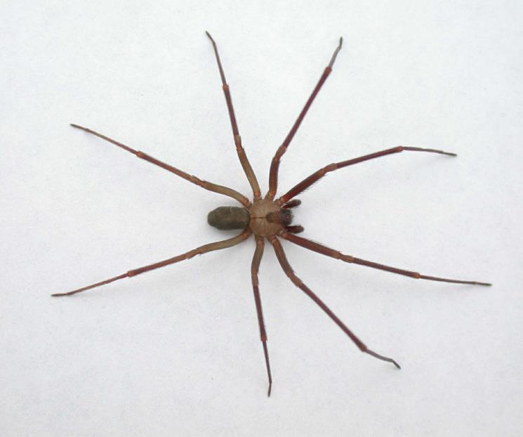 Alertan por nueva especie de araña violinista en CDMX