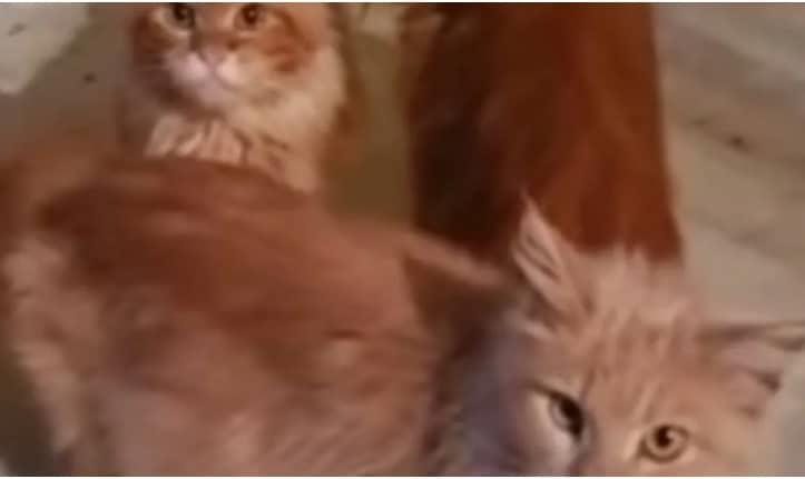 Mujer muere sola y sus 20 gatos devoran parte de cuerpo