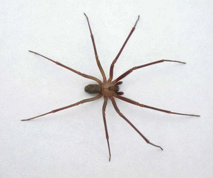 Alertan por nueva especie de araña violinista en CDMX