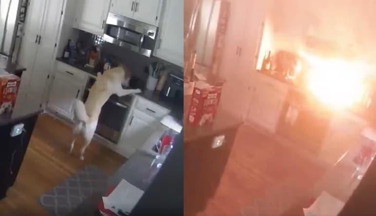 Perro incendia accidentalmente la casa de sus dueños