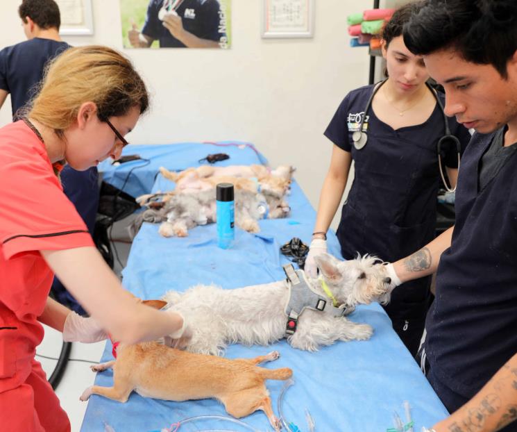 Atienden en SN a 300 animales en esterilización masiva