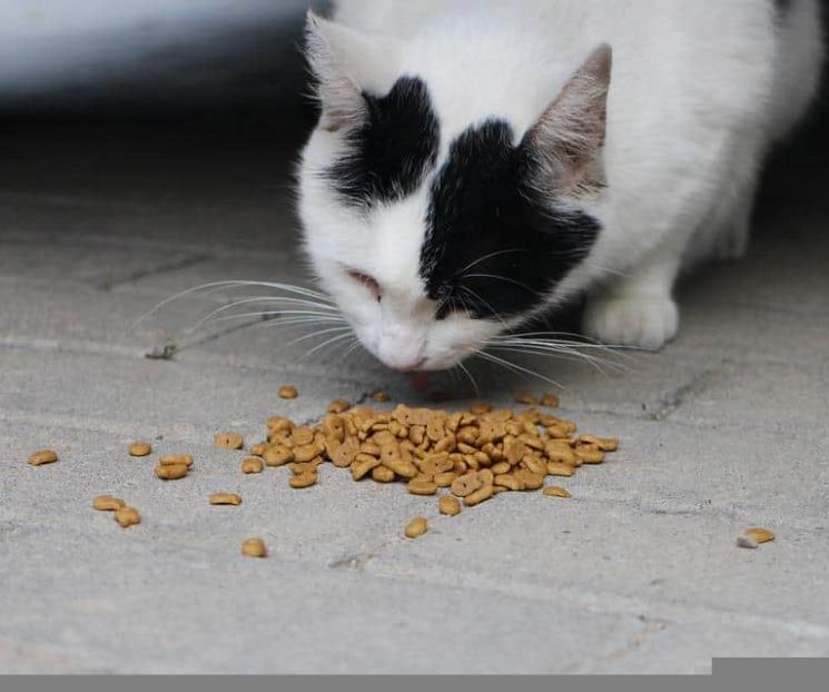 Alimento para gato es caro y sin la carne que sale en foto Alimento para gato es caro y sin la carne que sale en foto