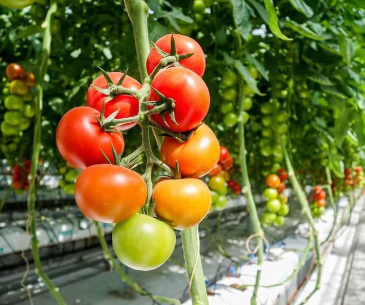En 2 años de T-MEC, México es primer proveedor de alimentos
