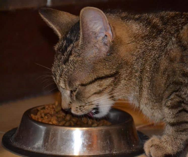 Profeco revela las marcas de comida para gato que sí cumplen