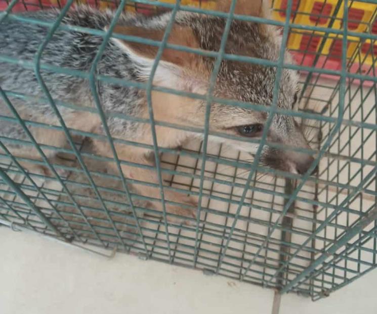 Entregan una tortuga y un zorro a Profepa