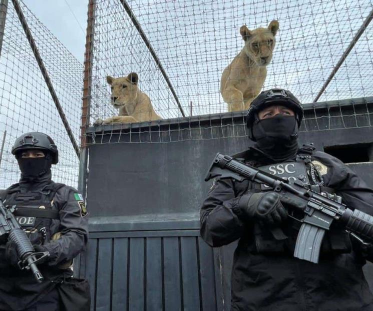 De la fama al abandono: Así rescataron 177 felinos de BJWTC De la fama al abandono: Así rescataron 177 felinos de BJWTC