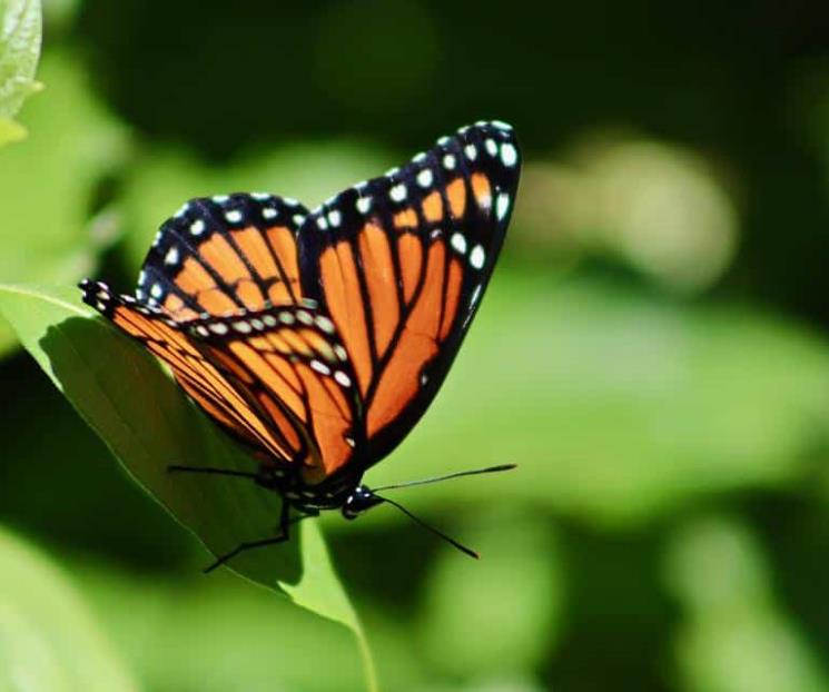 Mariposa monarca, a la lista de especies en peligro