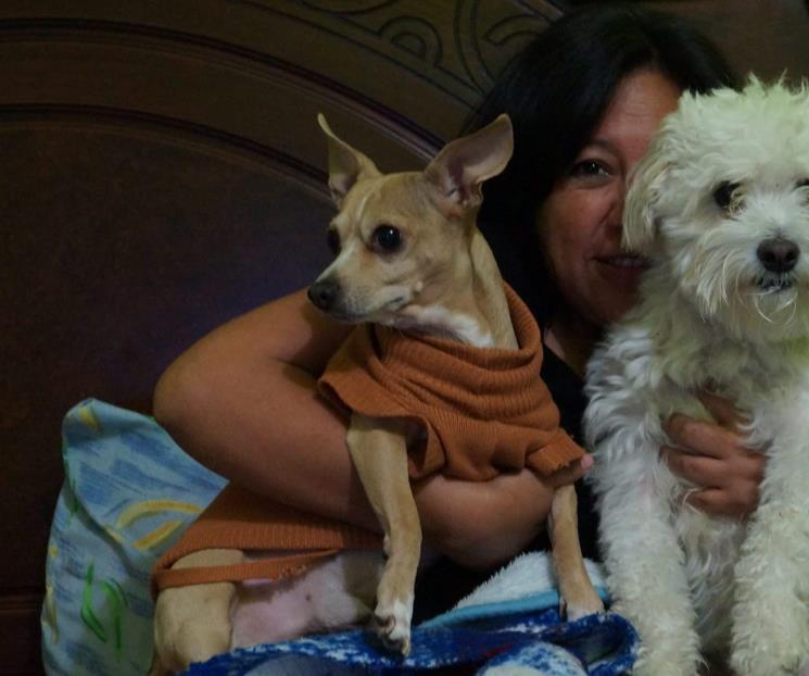 Piden proteger a mascotas de las altas temperaturas Piden proteger a mascotas de las altas temperaturas