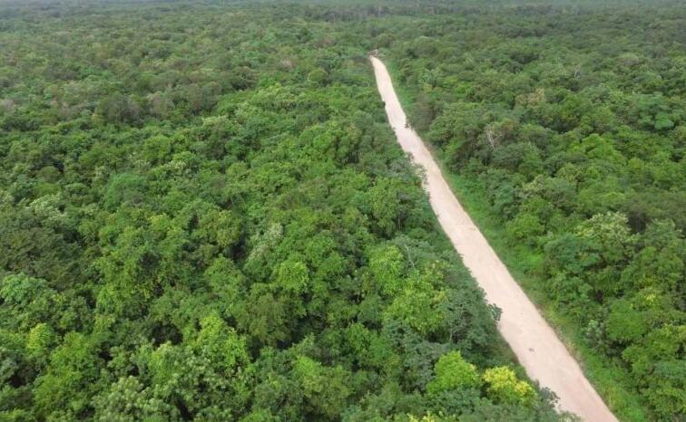 Revocan 3 amparos contra Tren Maya