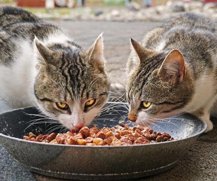 En un año, mexicanos gastan 100% más en alimento para gatos