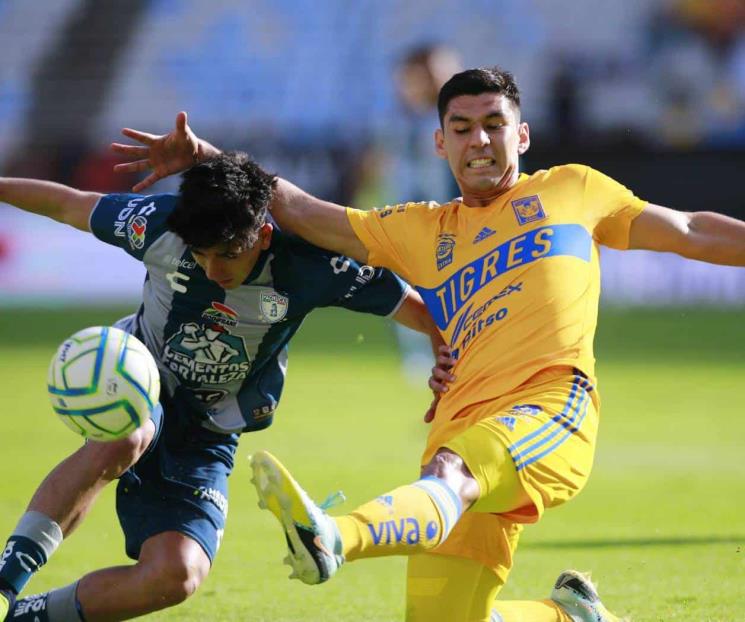 Tigres: Son felinos indisciplinados