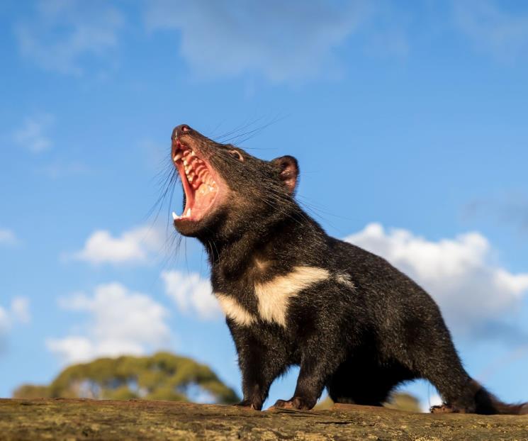 Resurgen esperanzas para el demonio de Tasmania Resurgen esperanzas para el demonio de Tasmania