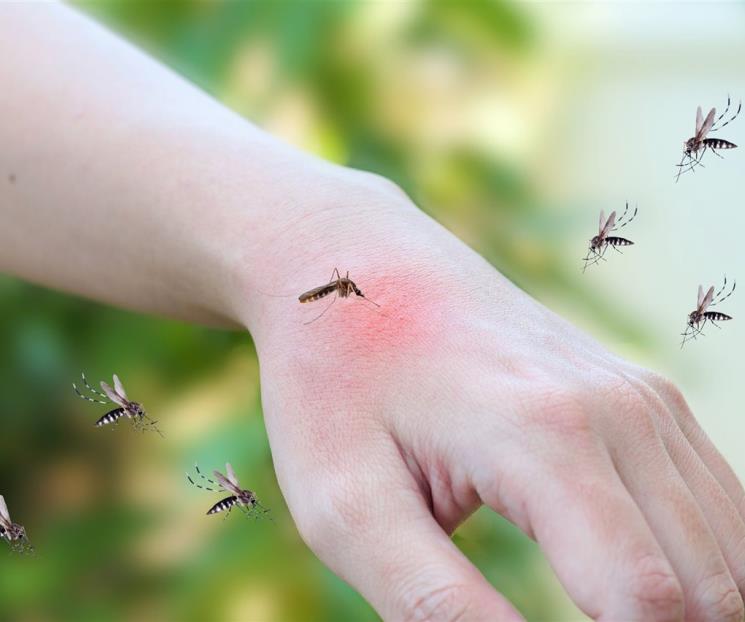 El por qué te siguen los mosquitos El por qué te siguen los mosquitos