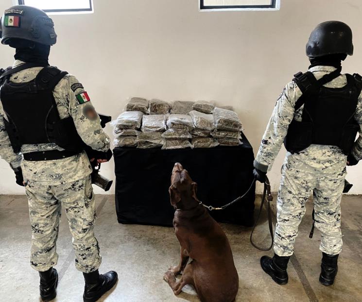 Aseguran droga en negocio de paquetería