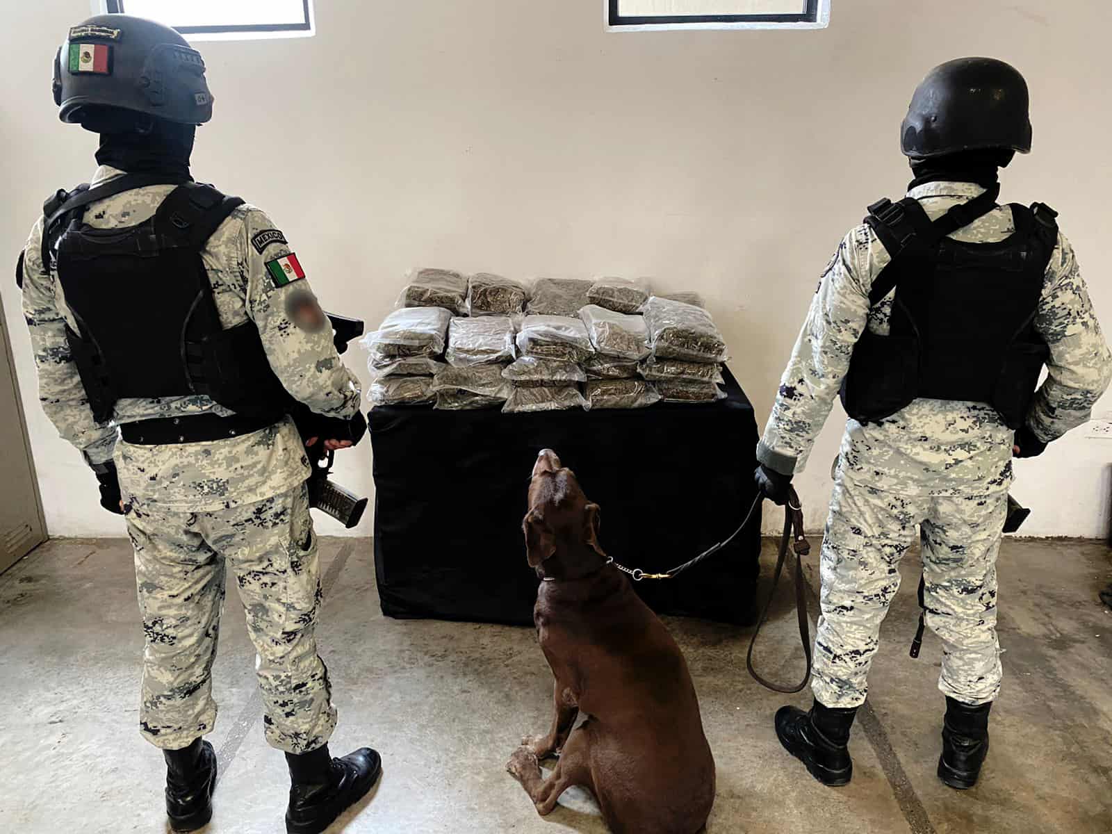 Aseguraron 34 paquetes con mariguana, en un negocio de paquetería, en Guadalupe.