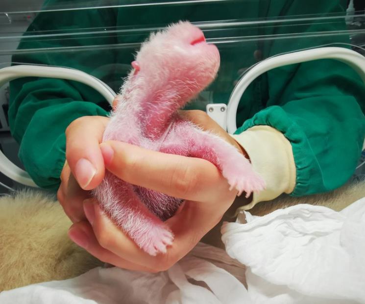 Muestran al cachorro de panda cautivo más pesado del mundo Muestran al cachorro de panda cautivo más pesado del mundo