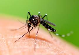 Redoblará NL campaña contra mosquito transmisor del dengue