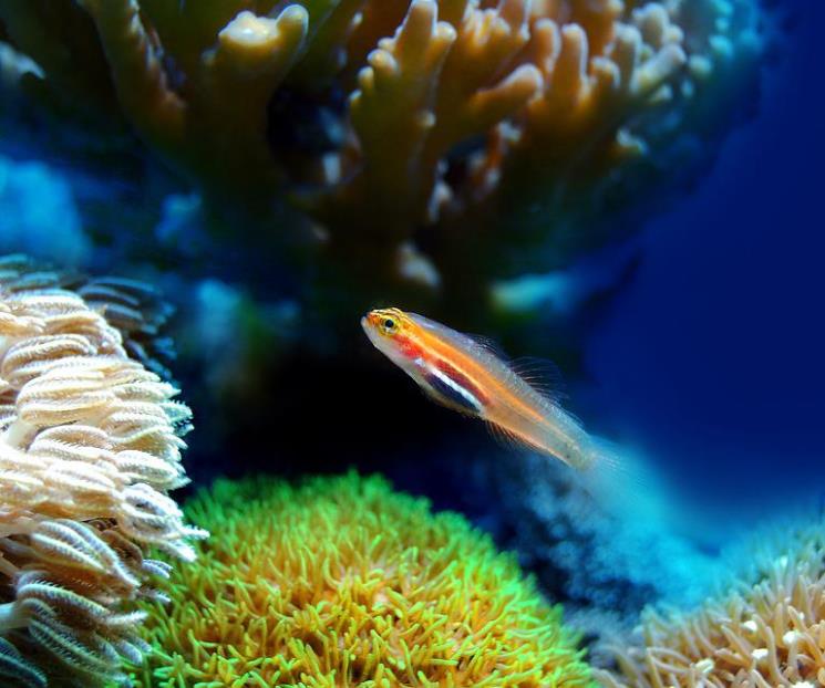 Fracasa acuerdo en la ONU para proteger vida marina Fracasa acuerdo en la ONU para proteger vida marina