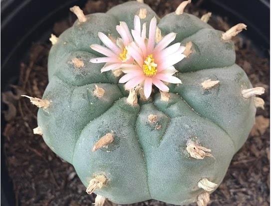 Saqueo incontrolado de peyote y destrucción wixárika en SLP