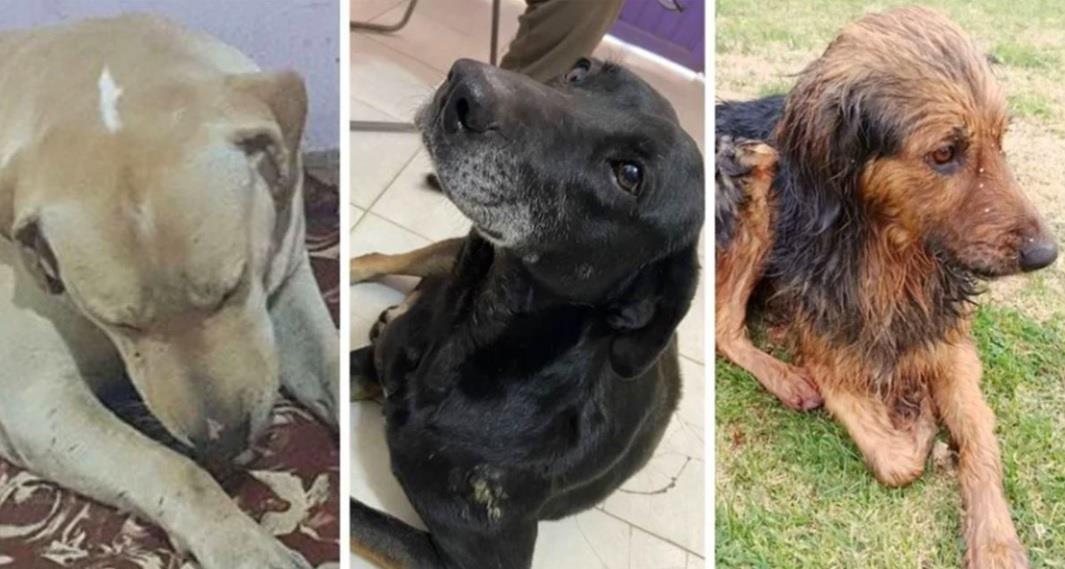 Buscan a el psicópata de los perros en Argentina