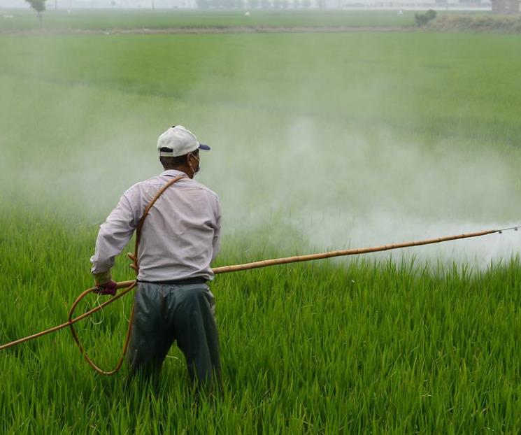Niega gobierno la importación  de glifosato