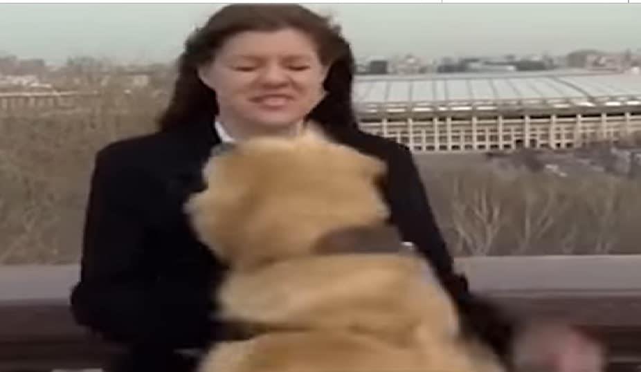 Perro periodista roba micrófono en transmisión en vivo