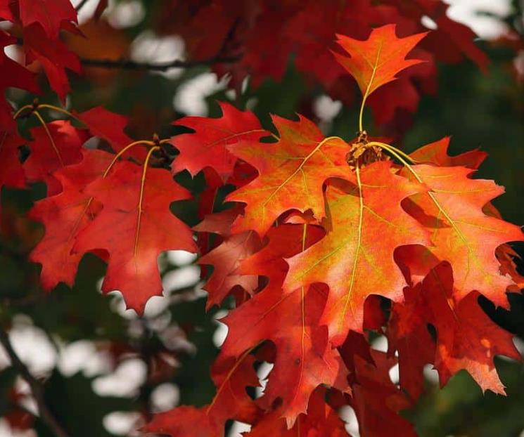 Cuándo inicia el otoño 2022 en México