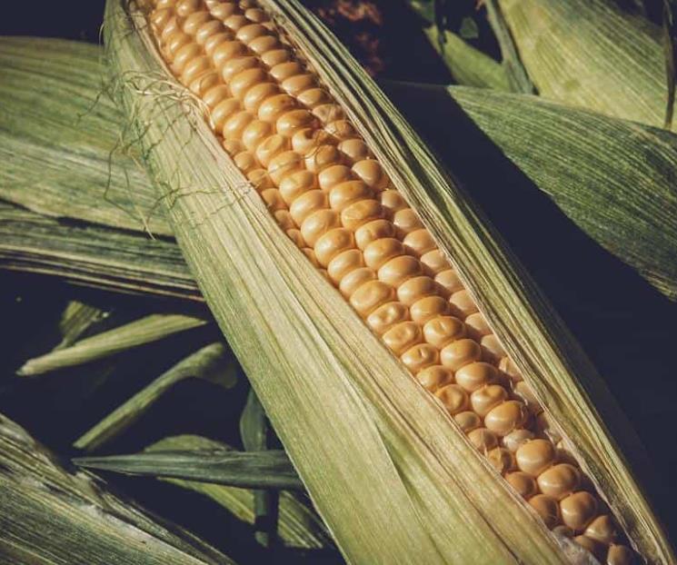 Siete razas de maíz que quizás no conocías